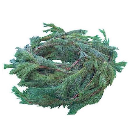 75' Pine Roping - Coming Soon