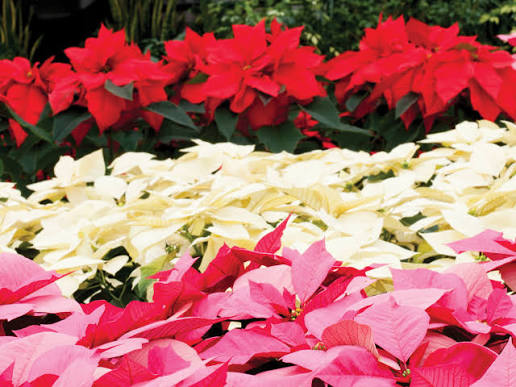 Poinsettia